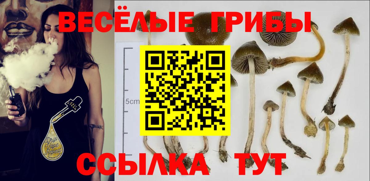 Коряжма  Псилоцибиновые грибы прущие грибы  Вход с VPN  Галлюциногенные грибы GOLDEN TEACHER 